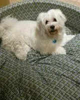 Dog lost in Bengaluru