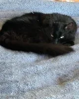 NOTFALL: Katze in Lake Elsinore verloren