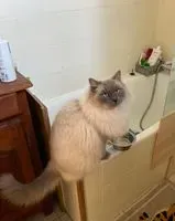 Chat perdu(e) à Rezé