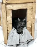 URGENCE : Chat perdu(e) à Saint-Jean-de-Monts