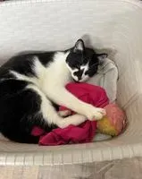 URGENCE : Chat perdu(e) à Saint-Aubin-des-Coudrais