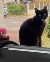 Cat lost in Rocheserviere