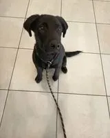 EMERGENCY: Dog found in Chaillé-les-Marais