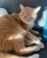 Cat lost in Montaigu-Vendée