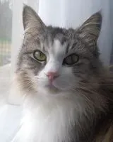 NOTFALL: Katze in Noaillan verloren