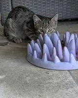 Katze in Entrelacs gefunden