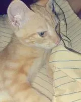 EMERGENCY: Cat found in Unknown location