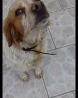 URGENCIA: Perro perdido(a) en Doussay