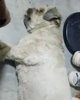 Dog found in Chimbote