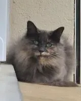 URGENCE : Chat perdu(e) à Janzé
