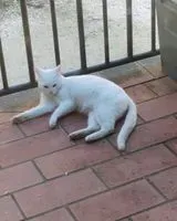 Cat found in Marradi