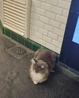 Cat seen in Paris