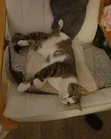 NOTFALL: Katze in Nérigean verloren
