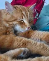 Gato perdido(a) em Saint Gilles Croix De Vie