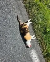 Gato encontrado(a) en Corcoue Sur Logne
