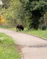 URGENZA: Cane avvistato(a) a Francheville