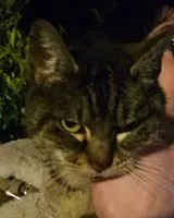 NOTFALL: Katze in Lommoye gefunden