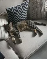 URGENCIA: Gato perdido(a) en Les Brouzils