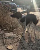 URGENCIA: Perro visto(a) en Hyères