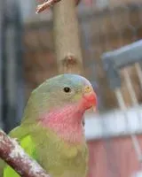 URGENCE : Oiseau perdu(e) à Saint-Eustache