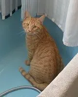 URGENCIA: Gato perdido(a) en Plœmeur