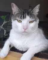 EMERGENCY: Cat lost in Luque