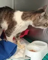 Katze in Le Bignon gefunden