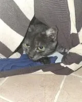 NOTFALL: Katze in Marina di Gioiosa Ionica verloren