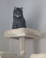 NOTFALL: Katze in Petit-Mars verloren