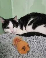 URGÊNCIA: Gato encontrado(a) em La Bruffière
