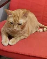 Cat lost in Misinto