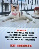 Gatto smarrito(a) a Villavicencio