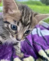 URGENCIA: Gato perdido(a) en San Felipe