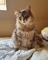 EMERGENCY: Cat lost in Lormont