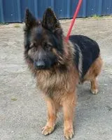 Cão