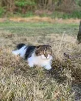 Chat perdu(e) à Cadillac En Fronsadais