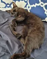 Katze in Saint-Denis-de-Pile verloren