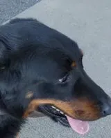 EMERGENCY: Dog seen in Saint-Caprais-de-Bordeaux