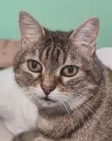 URGENCE : Chat perdu(e) à Arbrissel