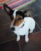 EMERGENCY: Dog found in Saint-Georges-Haute-Ville