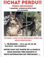 URGÊNCIA: Gato perdido(a) em Aix-les-Bains