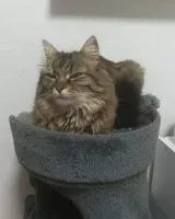 Chat