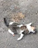 Cat found in Nantes