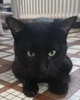 URGENZA: Gatto smarrito(a) a Pornic