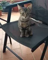 Cat lost in Viladecans