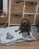 EMERGENCY: Dog found in Divatte-sur-Loire