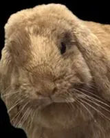 URGENZA: Roditore smarrito(a) a Sadirac