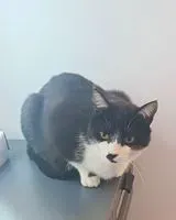 Cat lost in Cugand-la-Bernardière
