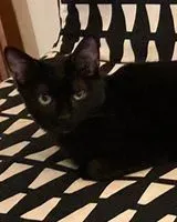 URGENCE : Chat perdu(e) à Vayres