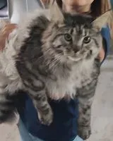 EMERGENCY: Cat lost in Saint-Denis-de-Pile
